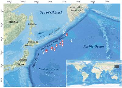 Abyssal Solenogastres (Mollusca, Aplacophora) from the Northwest Pacific: Scratching the Surface of Deep-Sea Diversity Using Integrative Taxonomy